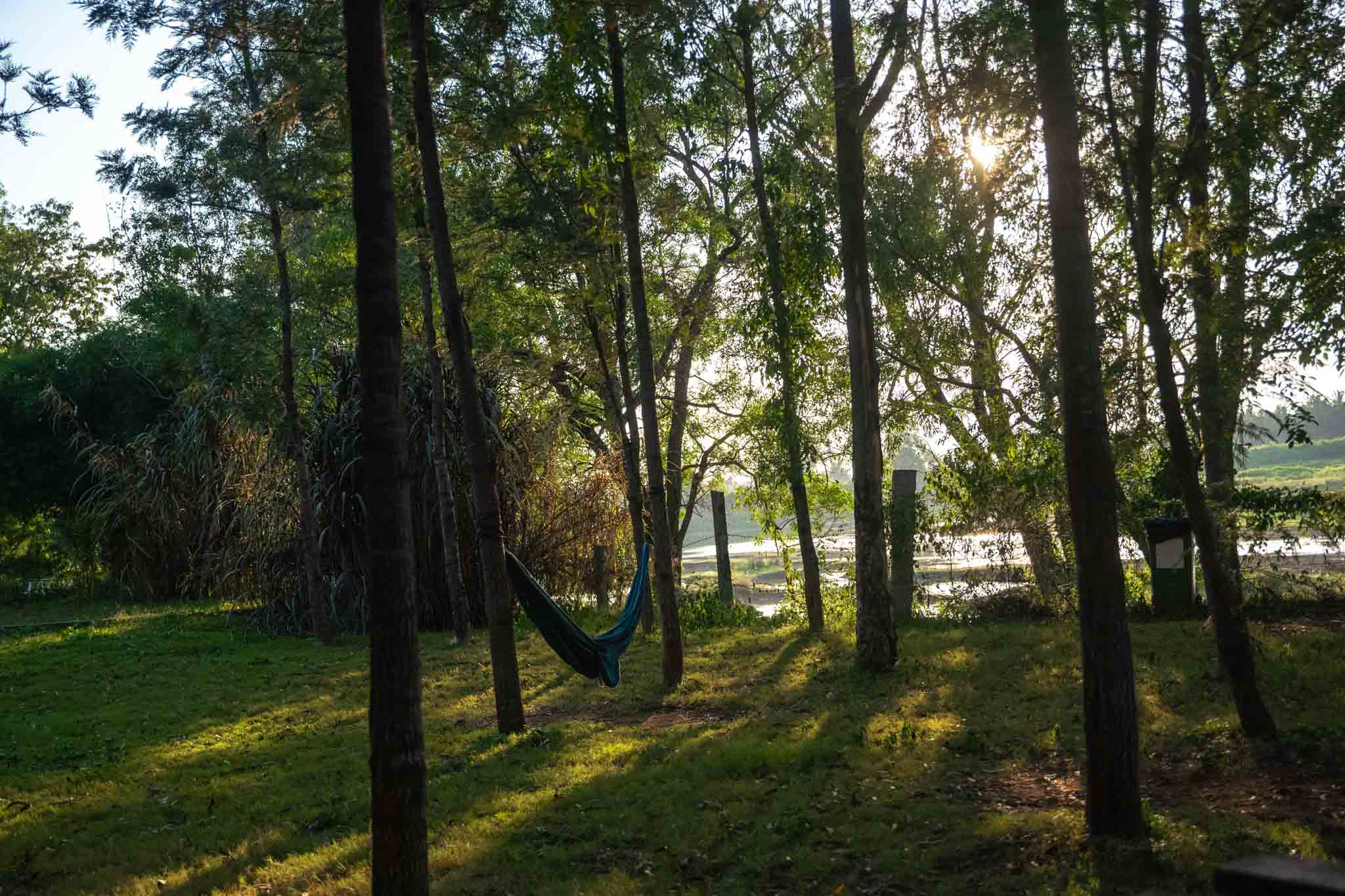 Sunlight shining through tall trees with a hammock hanging between them.
